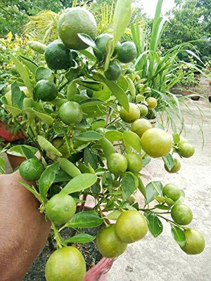 Aywal Nimbu Lemon Seed(46 per packet)