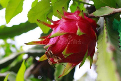 XOLDAA dragon fruit seed Seed(92 per packet)