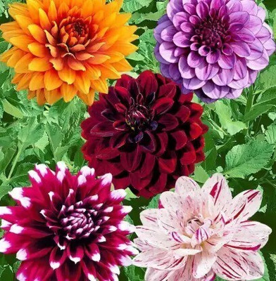 Qualtivate Dhalia Seed(42 per packet)