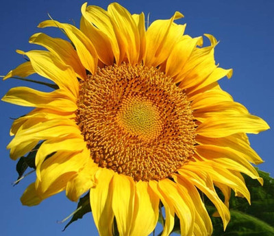 KNESSiN Flower Seed(200 per packet)