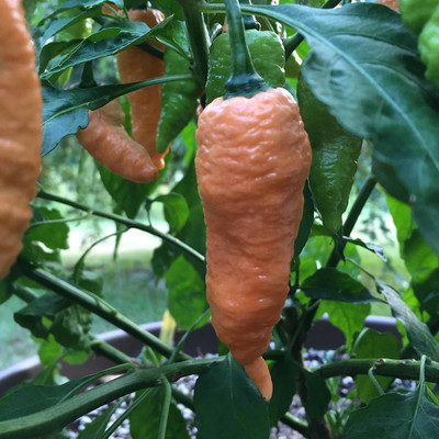 Qualtivate PUA-9A Bhut Jolokia (Peach)Chilli Seed(300 per packet)
