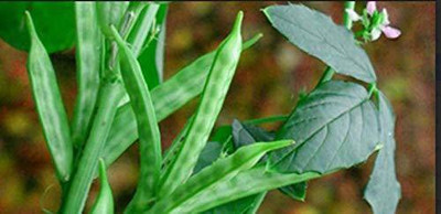KANAYA Cluster Beans ,Guar Phali, Seed(230 per packet)