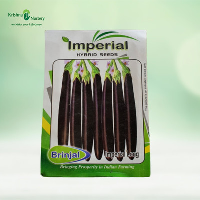 VAN OUSI Halloseed Bagan, Brinjal, Solanum Seed Seed(1400 per packet)