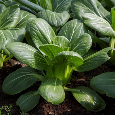 KNESSiN Cabbage Pak Choi Chinese Seed(200 per packet)
