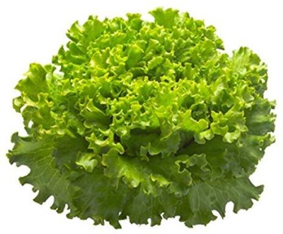 Aywal Round Lettuce Iceberg Vegetable Seed(125 per packet)