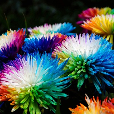 CYBEXIS LXI-39 - Rainbow Chrysanthemum - (90 Seeds) Seed(90 per packet)