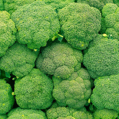 CYBEXIS Non-GMO Broccoli Seeds 1000 Seeds Seed(1000 per packet)