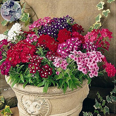 KANAYA Verbena Seed(45 per packet)
