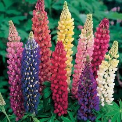 Radha Krishna Agriculture Imported Lupin F1 Hybrid Flower Seeds For Home Gardening/ Seed(60 per packet)