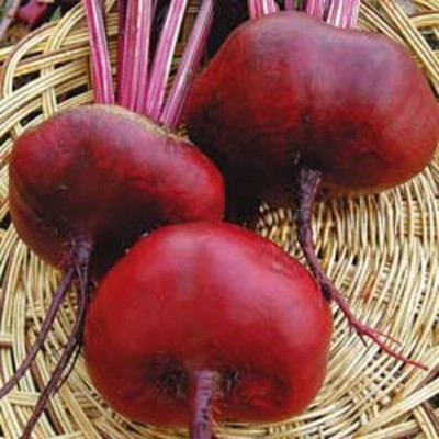 Quentova Dark Red Beet Seeds | Ruby Red-VIC Seed(200 per packet)