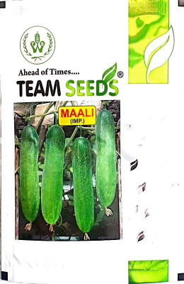 KRASHAK cucumber, kheera kakdi Seed(1 per packet)