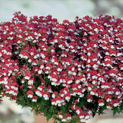 Lorvox Nemesia Red And White Flower Seed(80 per packet)