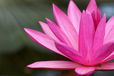 FEVESTA lotus,kamal gatta Seed(10 per packet)