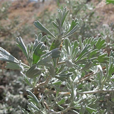 Qualtivate GXL-6AT Big Sagebrush Seeds; Desert Sage Seed(100 per packet)