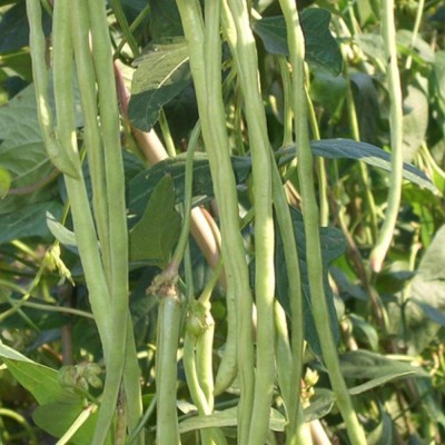 CYBEXIS Striped Cowpea, high-Yield Seeds800 Seeds Seed(800 per packet)