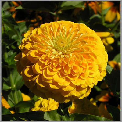 Seedsilk Store Yellow Zinnia Flower Seed(100 per packet)