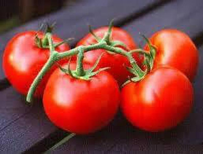 XOLDAA hybrid f1 quality tomato seeds Seed(50 per packet)