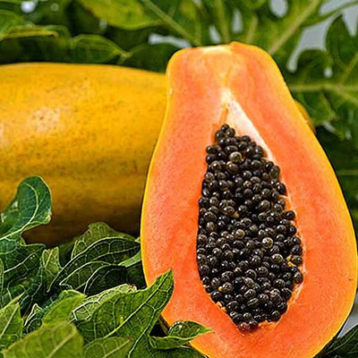 Farmonix Super Sweet Papaya Seed Seed(20 per packet)
