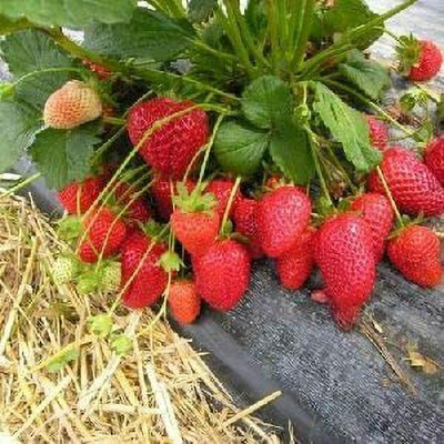 Aywal Strawberry Fruit Seed(65 per packet)