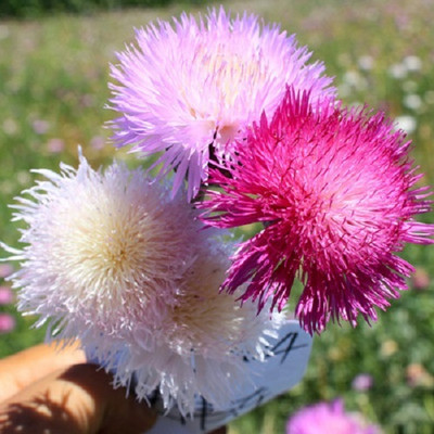 EVEMP Mixed Sweet Sultan (Centaurea imperials) Seed(80 per packet)
