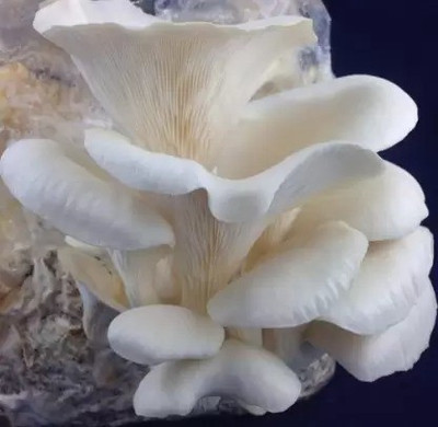 Aro Mushroom Seed(65 per packet)