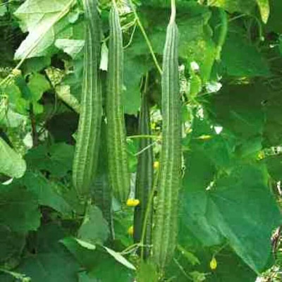 Cloud Farm Ridge Gourd Seed(210 per packet)