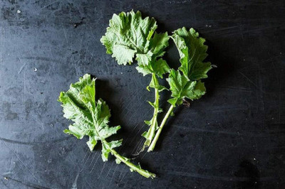 Qualtivate HUA-8A Broccoli Seeds-Raab, Rapini Seed(300 per packet)