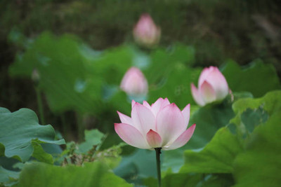 MAA lotus,kamal seeds Seed(5 per packet)