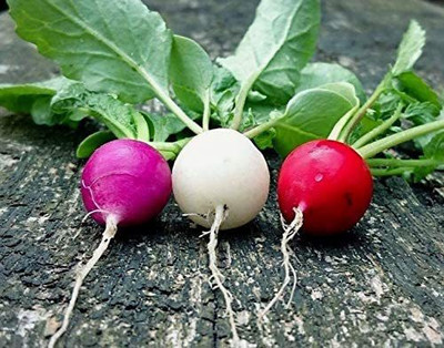CYBEXIS LX-47 - Colorful Radish Mix - (750 Seeds) Seed(750 per packet)