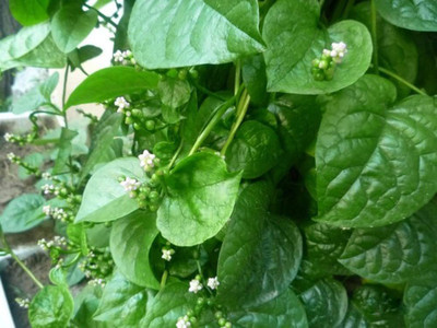 VibeX XLL-18 - Malabar Spinach - (2250 Seeds) Seed(2250 per packet)