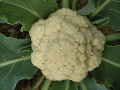 SIDDHI VINAYAK white cauliflower,gobhee seeds Seed(35 per packet)