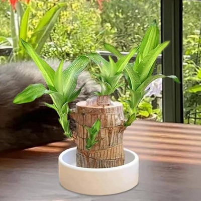 ibains Brazilian wood tree flower 1 PC Seed(50 per packet)