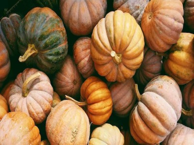 VNR Fresh VNR Pumpkin Hybrid Vegetable Seed(100 per packet)