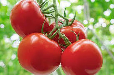 XOLDAA hybrid f1 quality tomato seeds Seed(45 per packet)