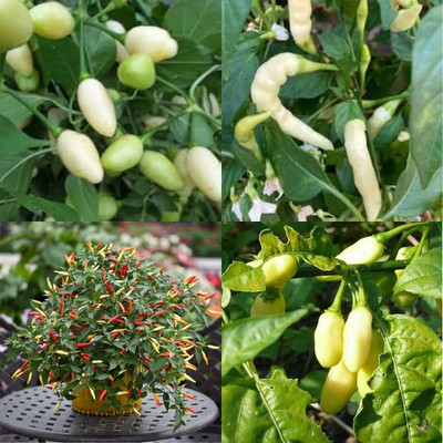 ibains Chill seeds 380 Seed(380 per packet)