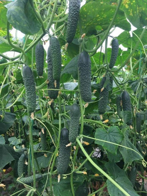 BSARKAR Cucumber seed Seed(30 per packet)