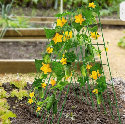 Lolo sosa, cucumber, kheera Seed(100 per packet)