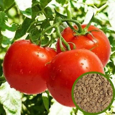 ibains Hybrid tomato seed Seed(55 per packet)