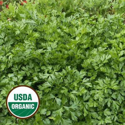 CYBEXIS LX-30 - Organic Italian Giant Parsley - (750 Seeds) Seed(750 per packet)