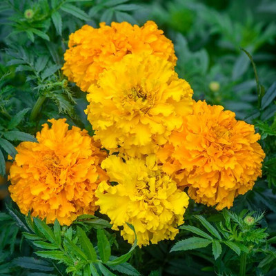 Avysa French गेंदे का फूल / Plant Seeds Marigold Flower Orange Seed(200 per packet)