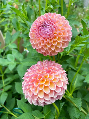 Lorvox Dahlia hybrid flower Seed(55 per packet)