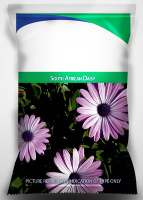 CYBEXIS NDIR-85 - Hybrid South African Daisy - (60 Seeds) Seed(60 per packet)