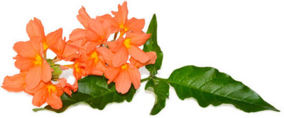 everlite kanakambaram-firecracker-crossandra Seed(39 per packet)