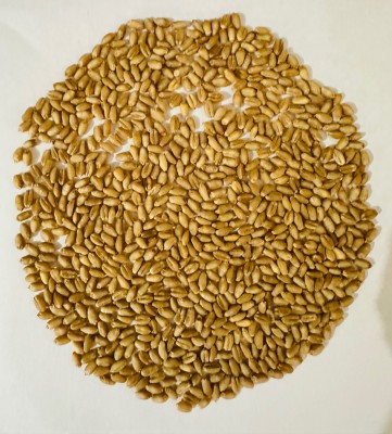 Sant Seeds LLP WHEAT SEEDS DBW 327(KARAN SHIVANI) FOR SOWING FARMING & AGRICULTURE KHETI Seed(2 kg)