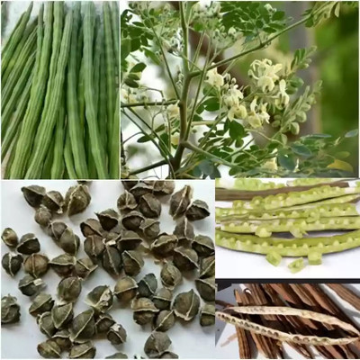 DEYS AGRO ™ f1 HYBRID moringa seeds odc3 dwarf, drumstick moringa premium quality Seed(12 per packet)