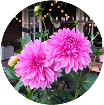 CRGO DAHLIA Seed(20 per packet)