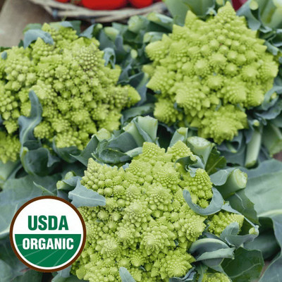 WILLVINE PUAS-640 Broccoli Romanesco Seeds Seed(200 per packet)