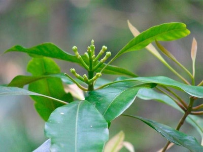WILLVINE NBIR-13 Clove Beans Seeds Seed(100 per packet)
