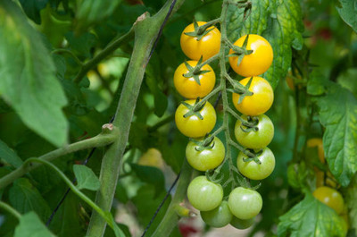 Dream Team tomato Seed(65 per packet)