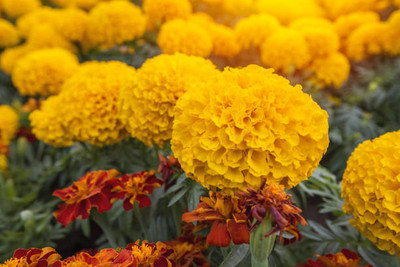 Freshtige marigold/gende ka phool flower seeds Seed(50 per packet)